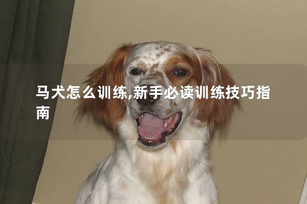 馬犬怎么訓練,新手必讀訓練技巧指南